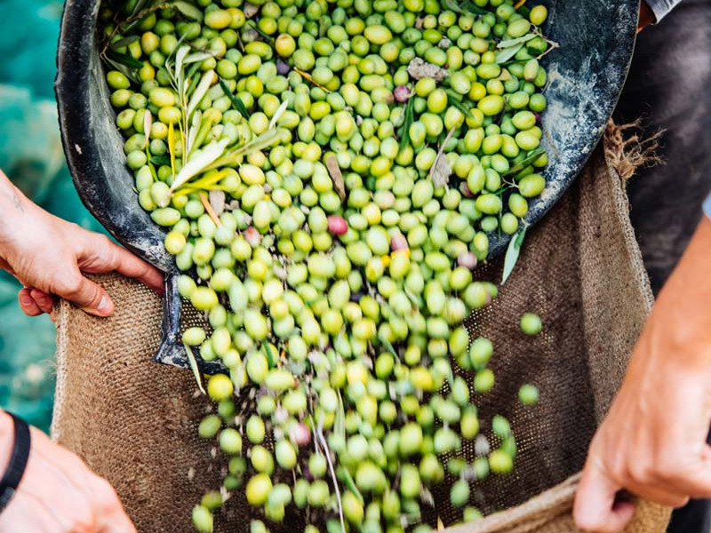 Lastnosti oljčnih olj Karpea in analize